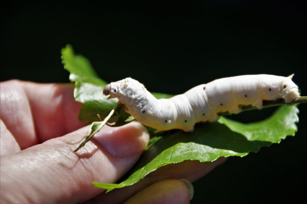 silkworm